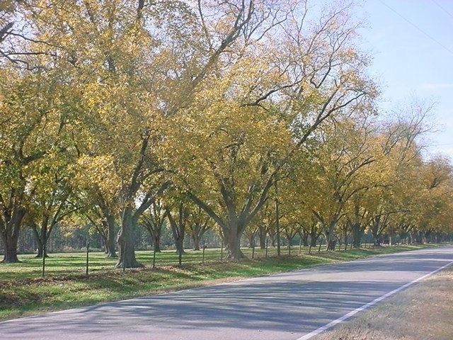 greenview farms trees