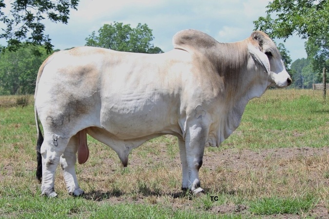 greenview farms bull