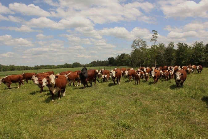 greenview farms cattle