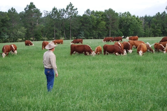 greenview farms cattle