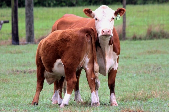greenview farms cow pairs