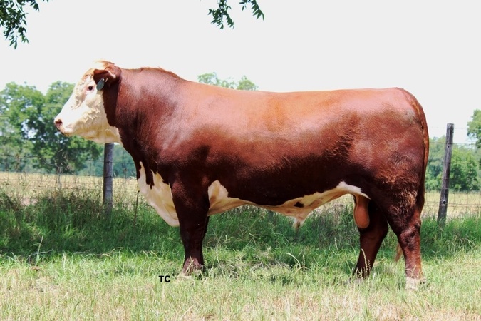 greenview farms bull