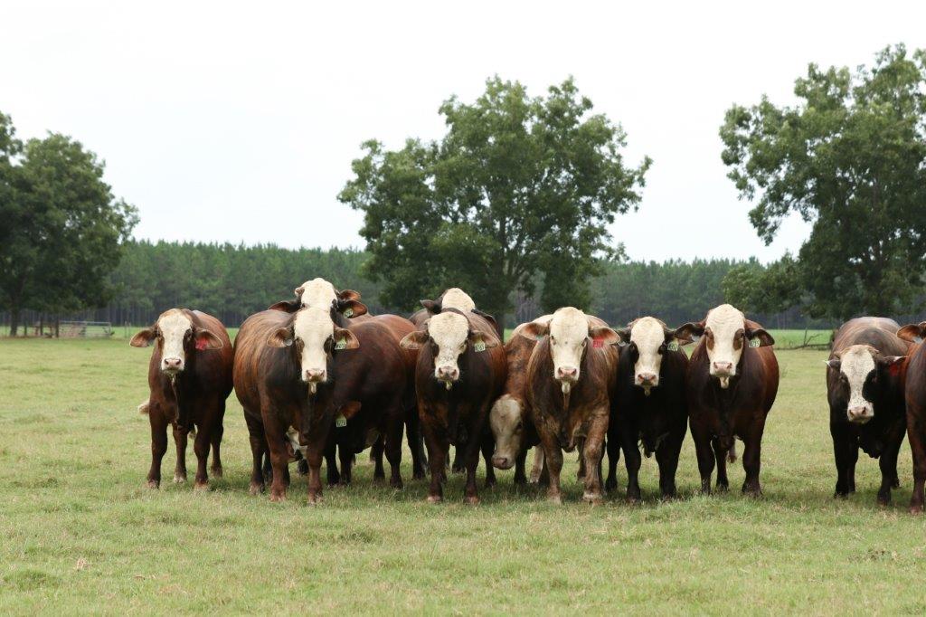 greenview farm bulls