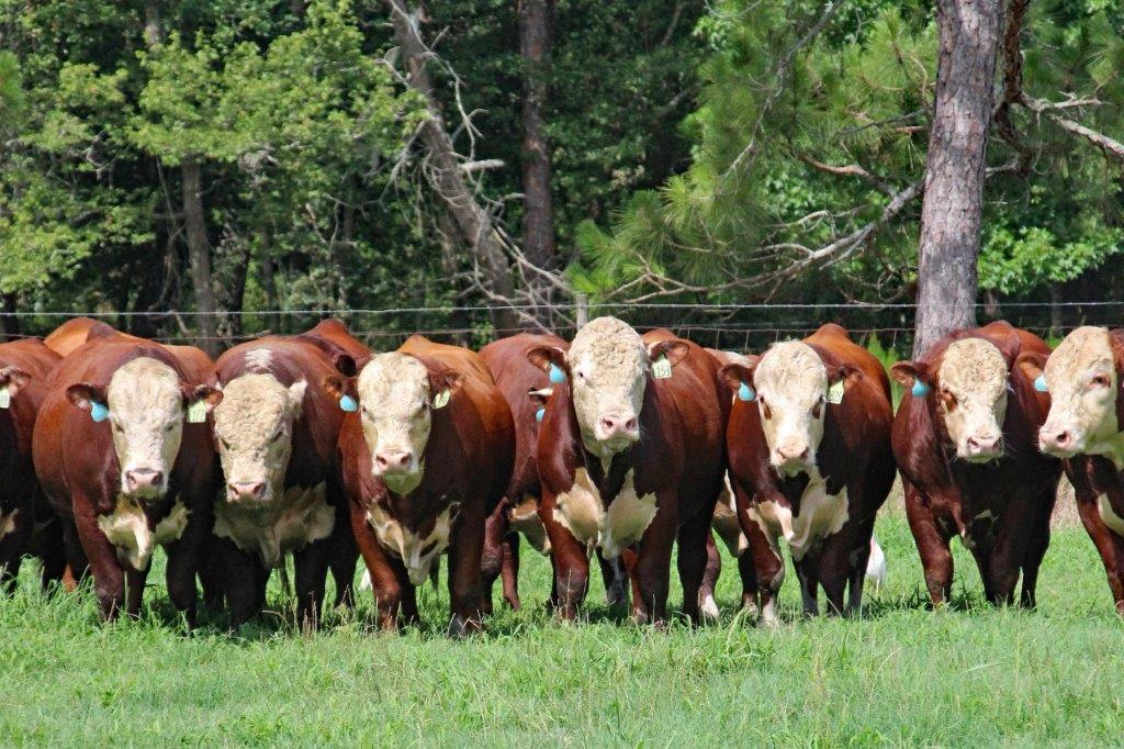greenview farm bulls