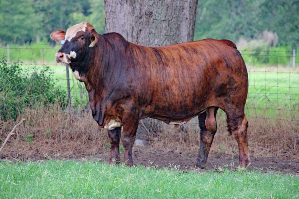 greenview farms braford bull