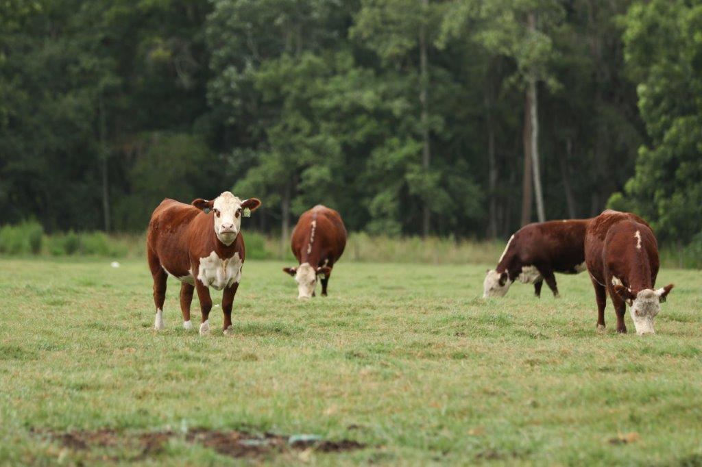 greenview farms cows