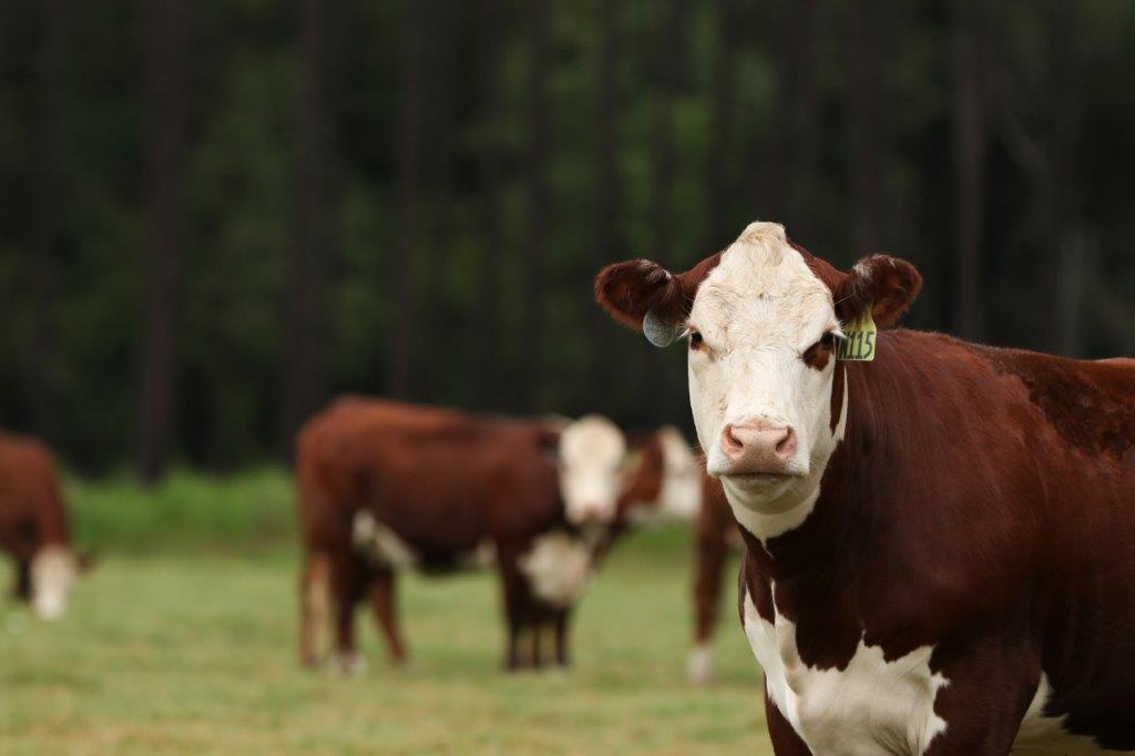 greenview farms cow