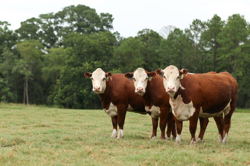 greenview farms heifers