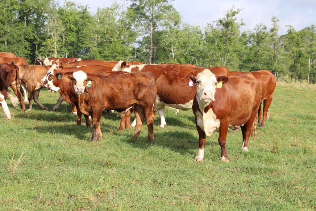 greenview farms cows