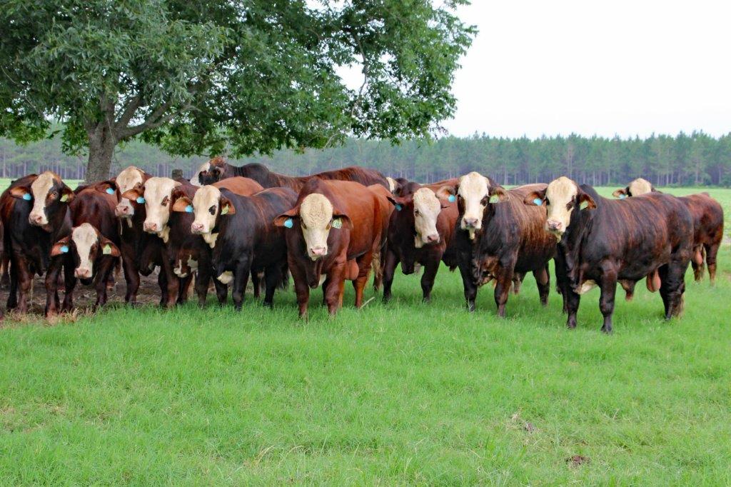 greenview farms braford bulls