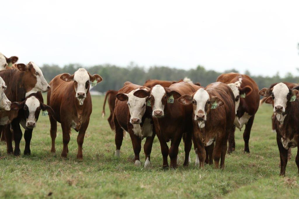 greenview farms bulls