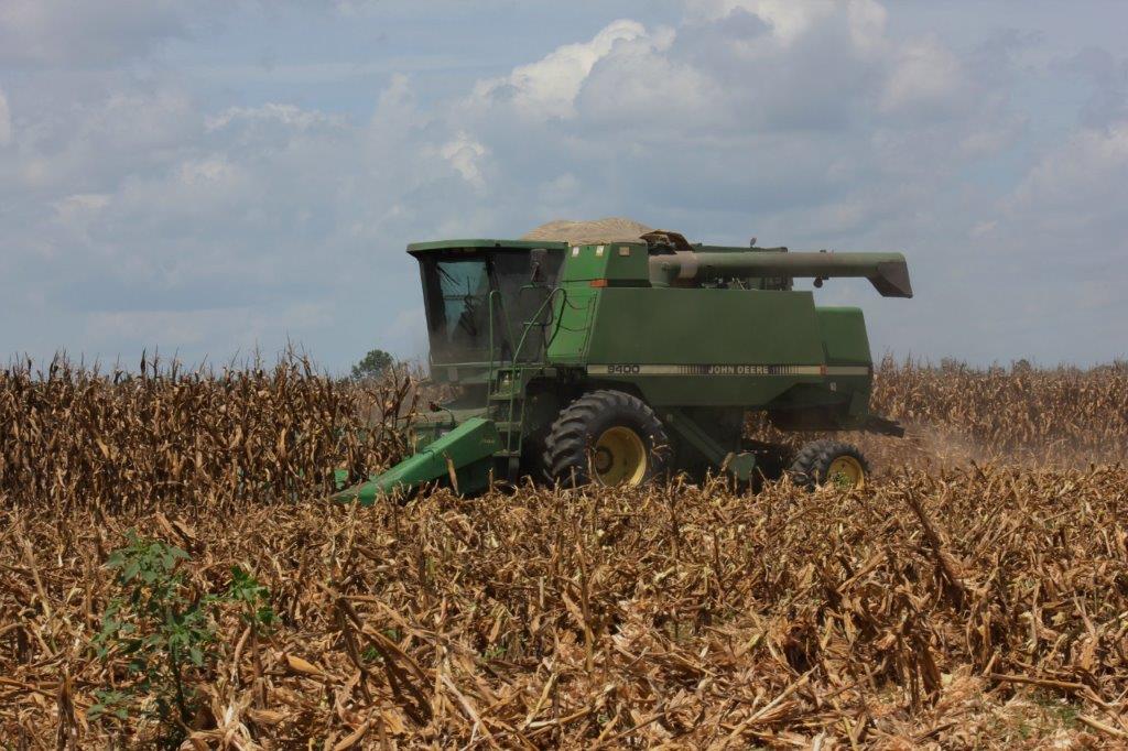 greenview farms corn harvest